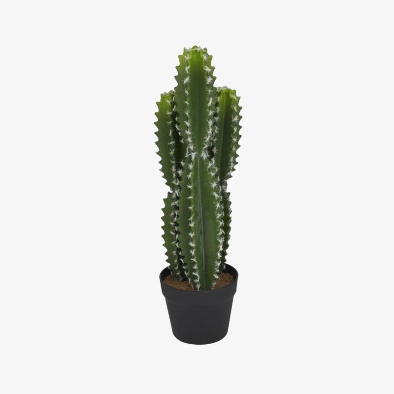 cactus-verde-en-maceta