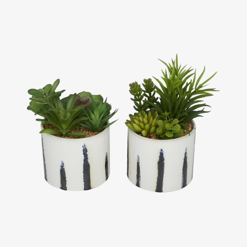 set-suculentas-maceta-blanca