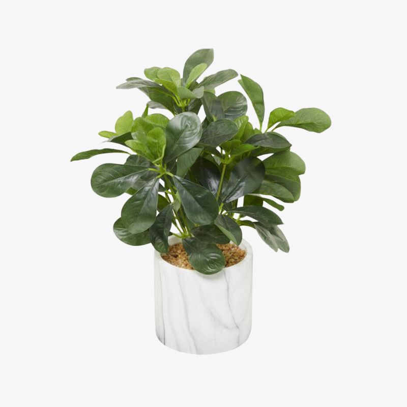 follaje-eucalipto-en-maceta