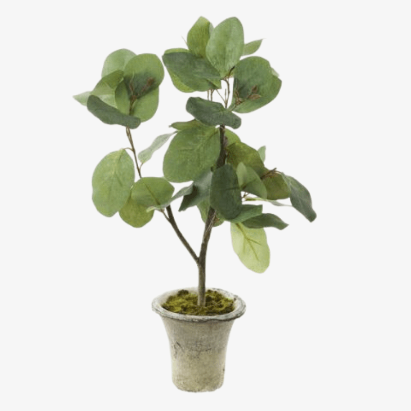 Planta de hoja de eucalipto decorativa.