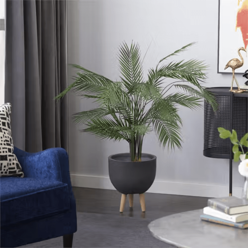 Palmera Kwai - Image 2