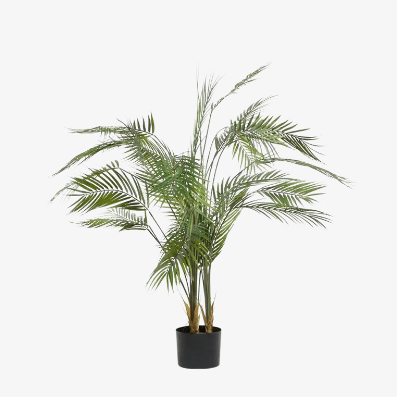 Palmera Kwai - Image 3