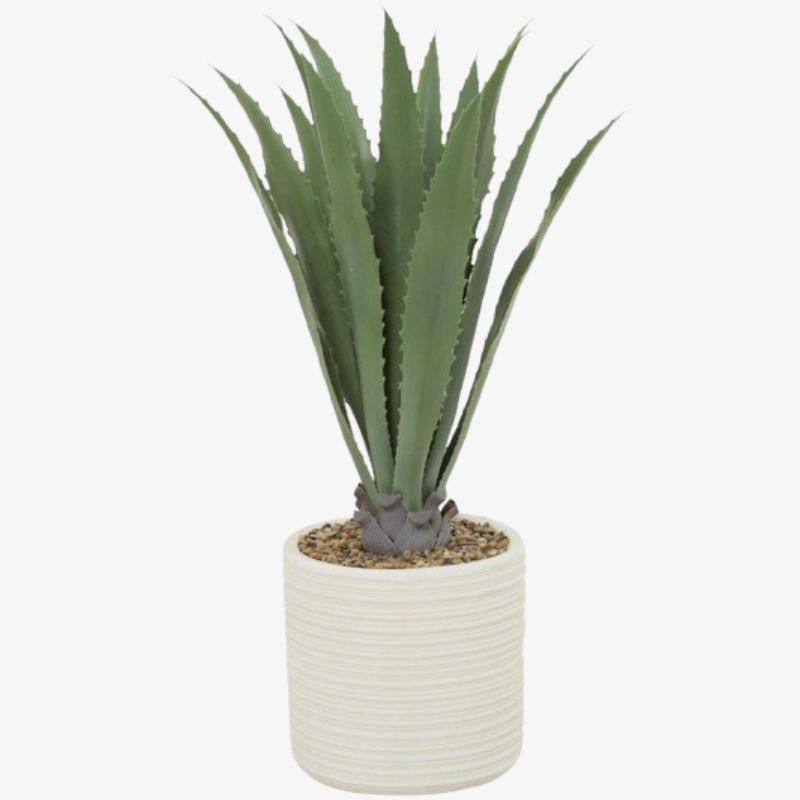 Planta de Agave