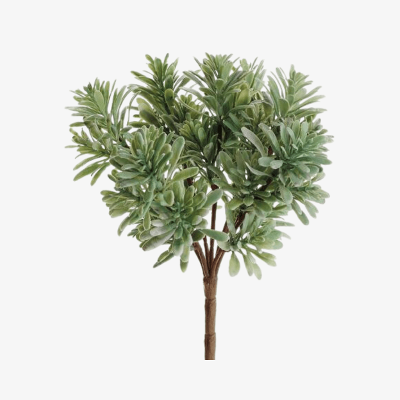 Planta Decorativa Jade