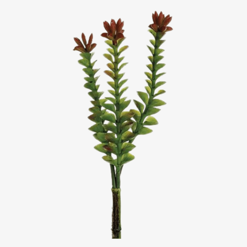 Tallo de crassula