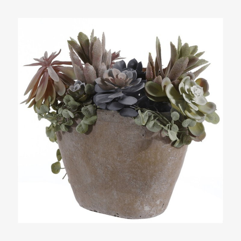 Suculenta decorativa