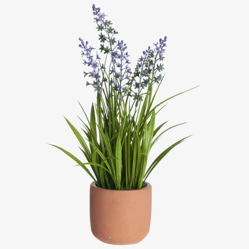 Blooming Grass