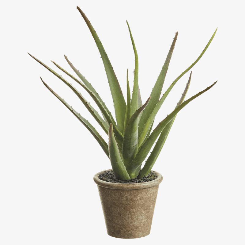 Soft Agave
