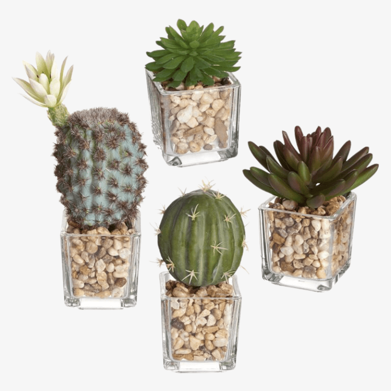 Set de cactus y suculentas