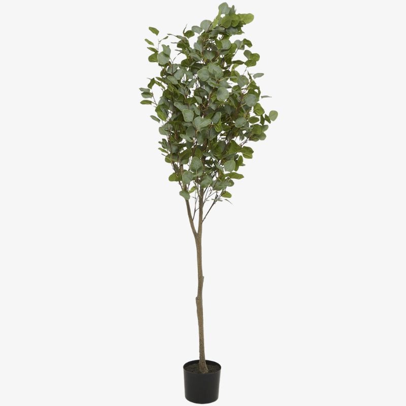 Árbol de Eucalipto