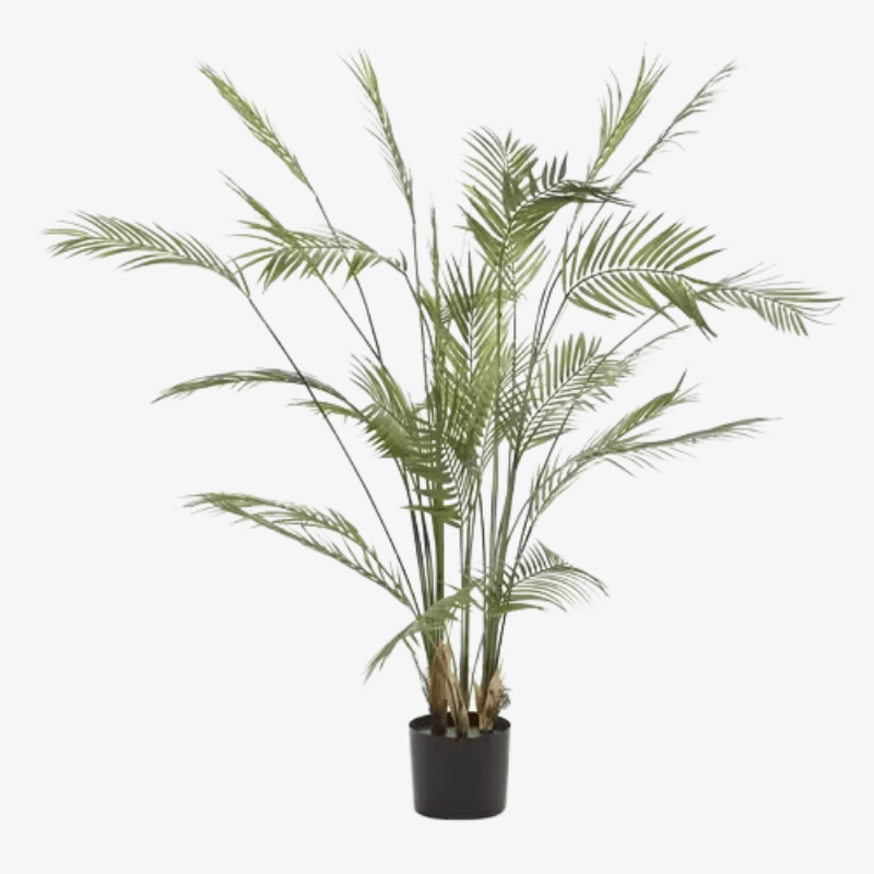 Palmera Kwai