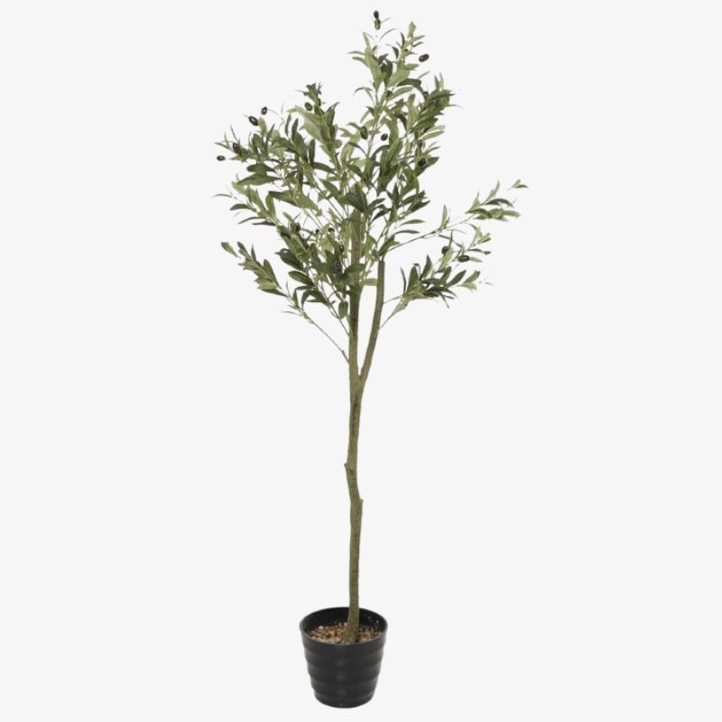 Árbol de Olivo