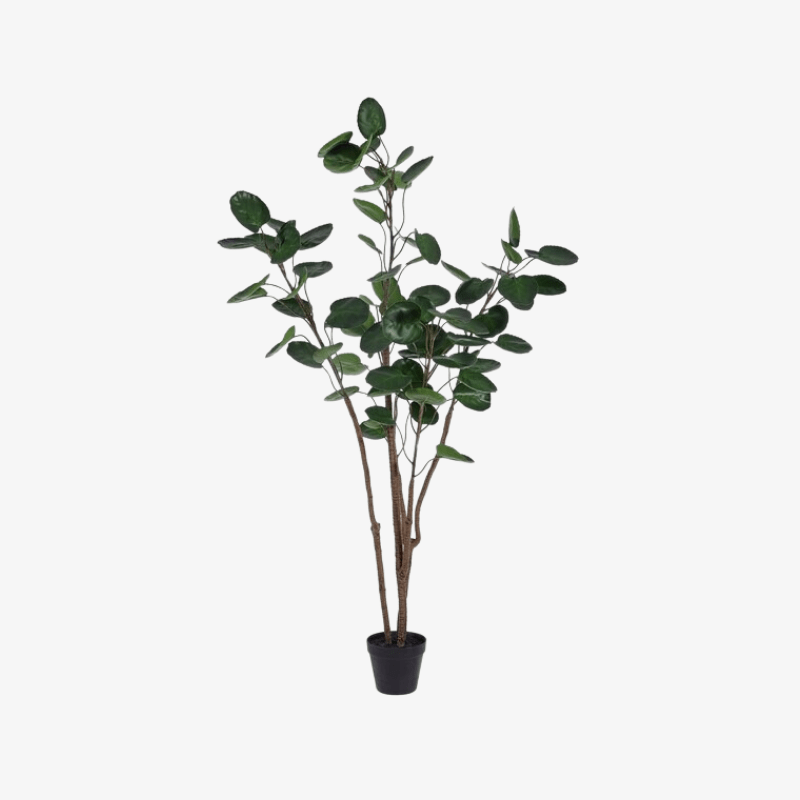 Árbol de Polyscias en maceta