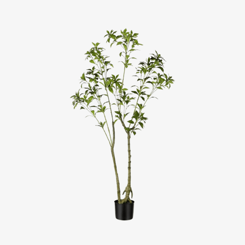 Planta en maceta Japonica