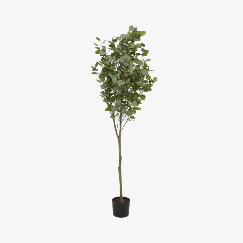 Árbol de eucalipto