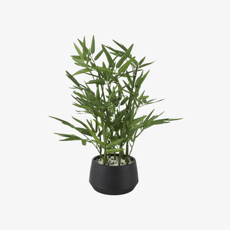 Planta bamboo