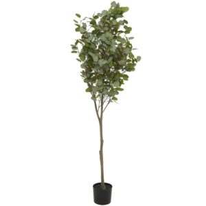 Árbol eucalipto