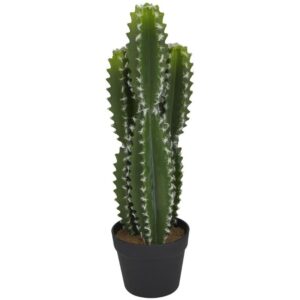 Cactus verde