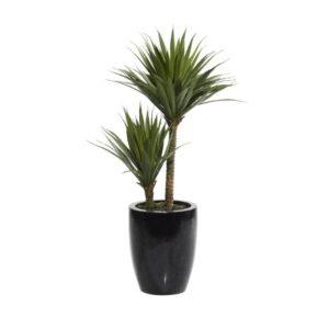 Dracaena en maceta negra