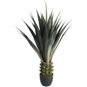 Agave en maceta negra