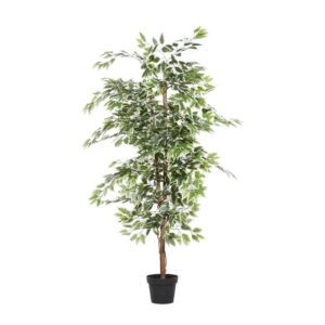 Ficus alto en maceta