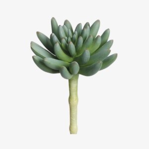 Aeonium