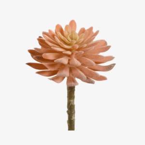 Rama de Aeonium