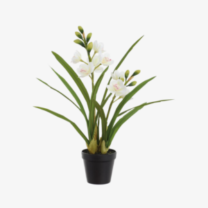 Planta Cymbidium