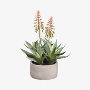 Planta de agave