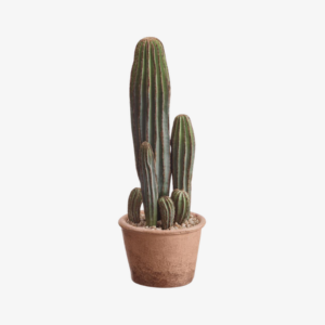 Cactus columnar grande