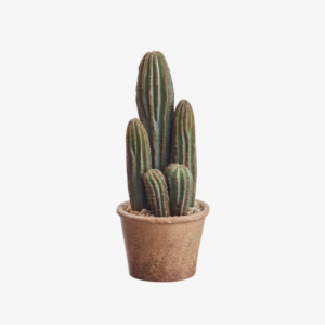 Cactus Columnar Chico